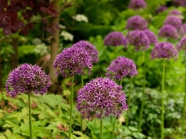 images/productimages/small/N041 allium-violet-beauty-09.jpg